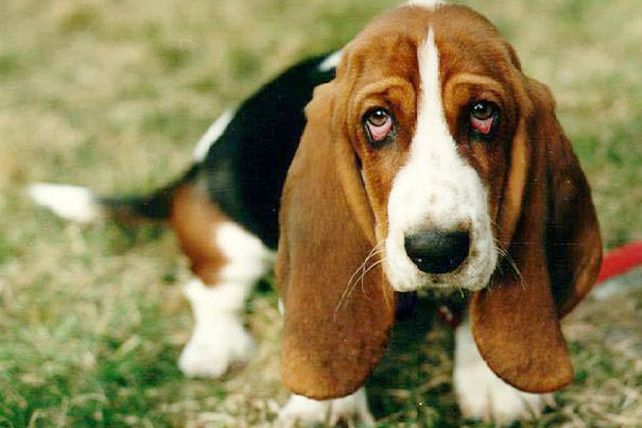 Si los perros están agresivos, puede ser que les duela algo