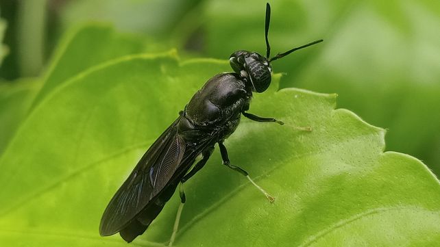 La mosca soldado negro (Hermetia illucens)