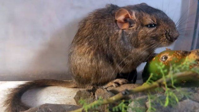 La rata vizcacha de Traslasierra