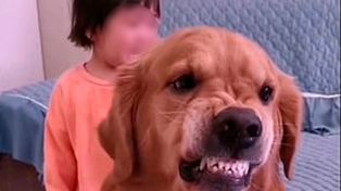 Un perro se convirtió en héroe en las redes sociales al defender a una niña de los retos de su madre 