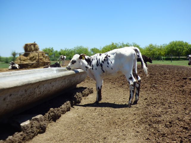 Normando. Los Aloatti incorporaron al rodeo animales más pequeños y más rústicos