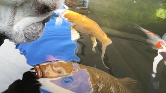 La increíble amistad entre un bulldog francés y un pez se volvió viral