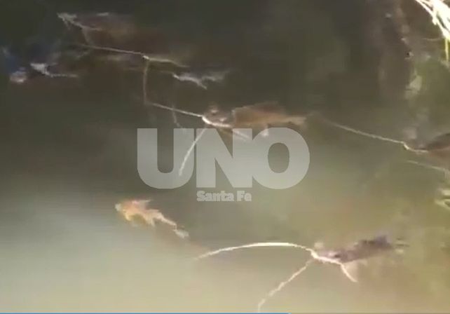 Video: preocupa la aparición de peces muertos en la costa de Romang