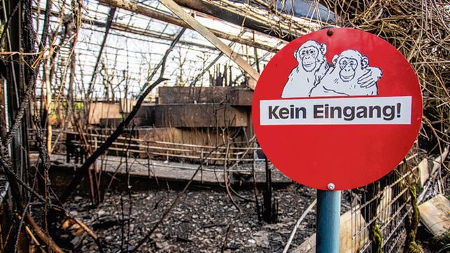 Infierno. Es casi un milagro que dos chimpancés sobrevivieran.