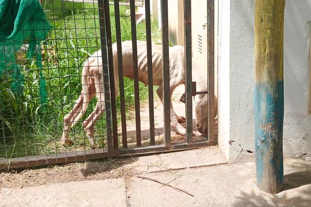 La perra estaba en pésimo estado de salud. No le daban ni comida ni agua 