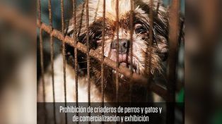 Piden que se prohíban en la ciudad los criaderos de animales