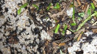 Las hormigas cortadoras de hojas se constituyen en la principal amenaza sanitaria para los sistemas forestales de producción dominados por el cultivo de especies no nativas.