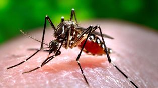 Se confirmaron dos casos de Chikungunya en la ciudad de Santa Fe