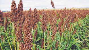 El sorgo reafirma cada año su aporte a los planteos mixtos en base al desarrollo de tecnología.