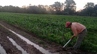 Según el censo 2022, en el Cinturón Hortícola de Rosario los productores son unas 205 familias distribuidas en casi 3.000 hectáreas