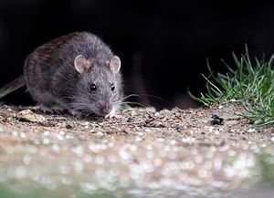 Hantavirus: no se han notificado nuevos casos en Argentina