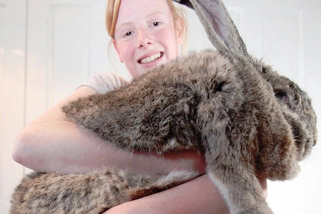 El más grande: el conejo Ralph pesa ¡23 kilos!
