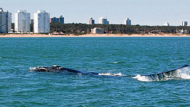 Contraste. Las ballenas también se pueden ver desde La Mansa
