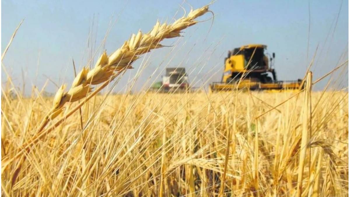 Trigo: la región centro, protagonista principal de la campaña 2025/26
