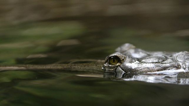 El caimán arrastró al nene por el lago.