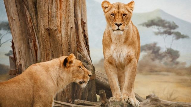 Tigres y leones son algunos de los animales que tienen un alto nivel de contagio.
