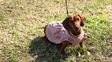 Furor por los bajitos: decenas de perros salchichas se juntaron en el Rosedal
