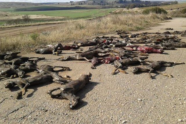 Macabro hallazgo en Balcarce: encuentran perros cuereados vivos en una ruta
