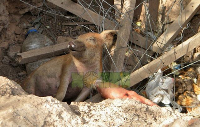 Demencial. Uno de los animales muertos en el pozo de agua envenenado.
