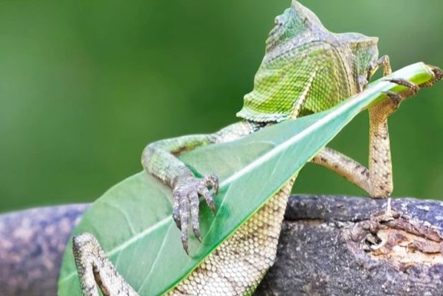 Un lagarto con uñas de guitarrista