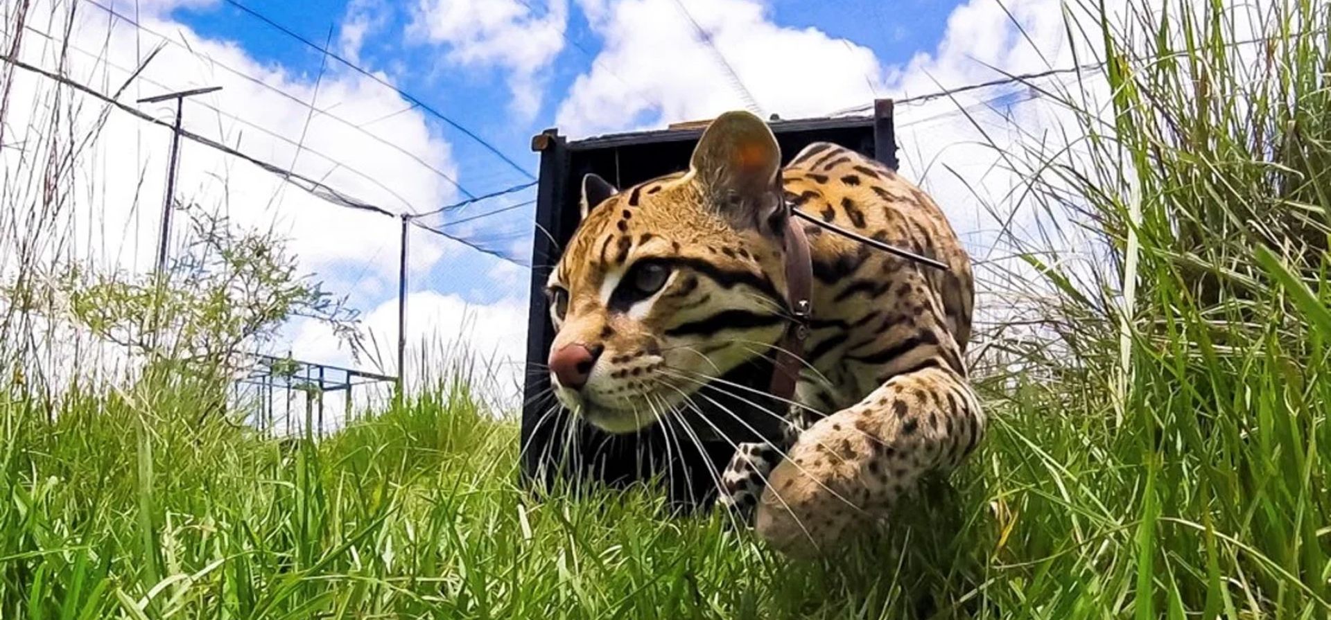 El Ocelote, el tercer mayor felino de América, será reintroducido en los Esteros del Iberá, en la provincia de Corrientes, mediante un programa que llevará adelante el gobierno provincial y una fundación privada. Foto: Télam