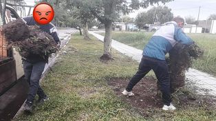 In fraganti: se llevaban el césped de la vereda de El Alero