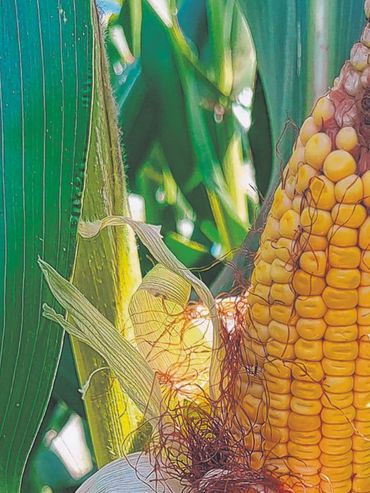 El maíz está a salvo de la chicharrita, pero es necesario mantener el monitoreo