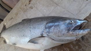 Recomiendan que, en el caso de ser hallados, estos peces no sean devueltos al agua.