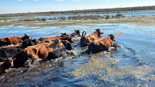 Aún quedan unas 30.000 cabezas para retirar de las Islas de Victoria