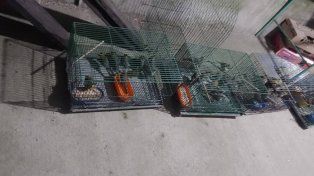 La Justicia Federal de Gualeguaychú procesó a tres hombres por contrabando de aves.