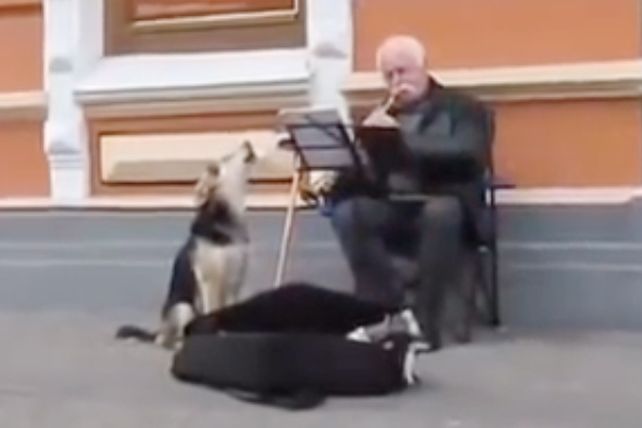 Conmovedor dúo musical entre un perro y su dueño
