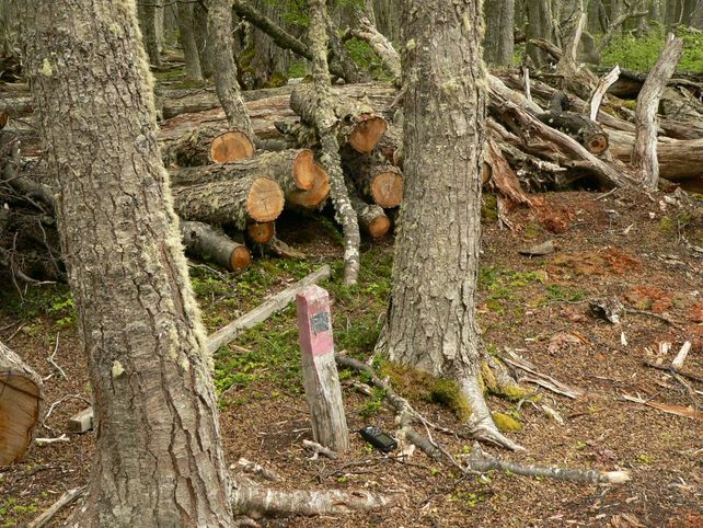 Talaron árboles en un parque nacional argentino y podrían ir dos años presos Talaron árboles en un parque nacional argentino y podrían ir dos años presos