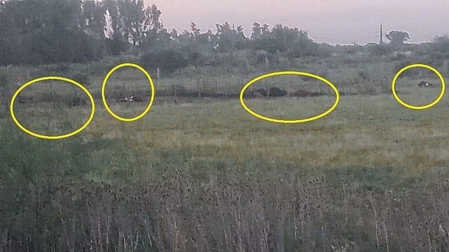 Más de 15 vacas murieron en Nogoyá a causa de la ola de calor.