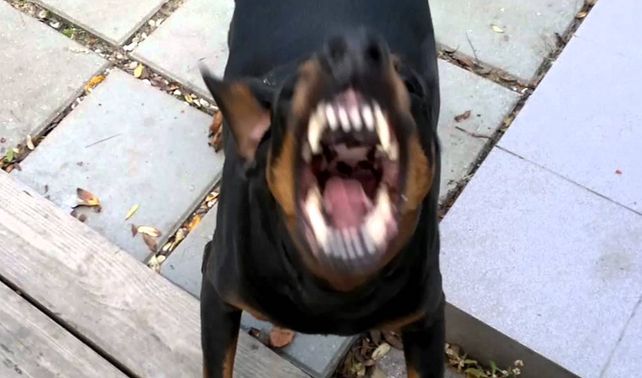 Esta madrugada. Tres perros doberman atacaron a la joven de 21 años