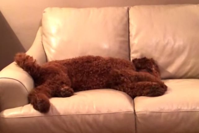Un caniche tenía pesadillas y su compañero lo tranquiliza