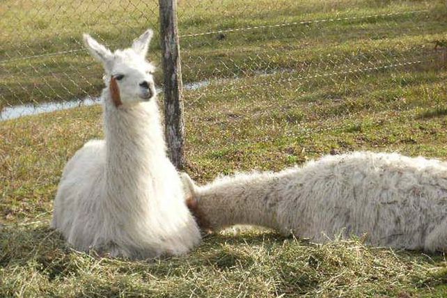 Provincia y municipio de Concordia investigan si hay maltrato animal en el parque Arca de Enrimir