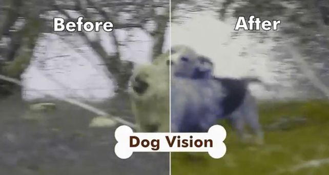 Si tu perro est&aacute; aburrido ponele DogTv, el nuevo canal para canes