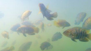 El Inta y el Conicet siembran peces que comen larvas de mosquitos