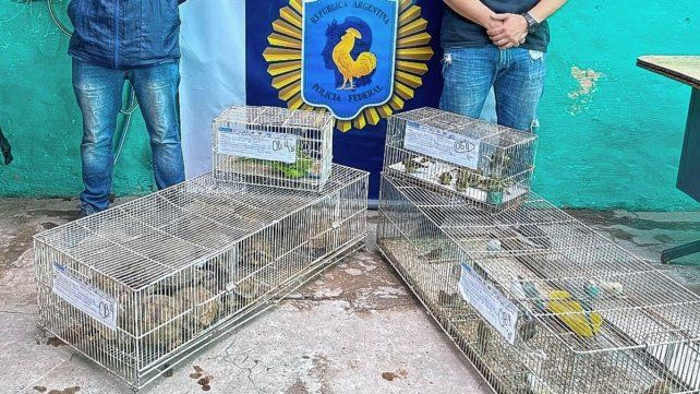 Allanamientos en Paraná y en otras provincias por tráfico de fauna silvestre