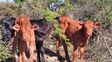 Ganadería: buscan armar la Scaloneta de la carne vacuna