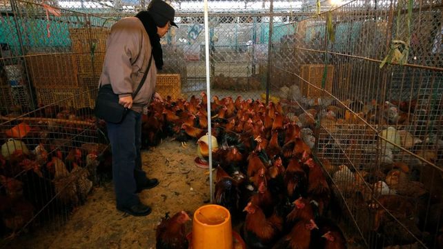 AVES. Un criadero de pollos y gallinas en el país oriental. El contagio se dio en la provincia de Jiangsu.