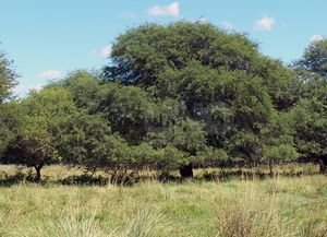 Casi $30 millones para aprovechamiento sustentable de Bosques Nativos