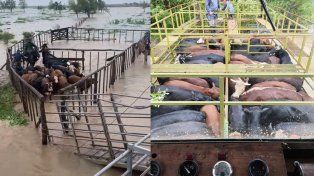 Piden a productores que preparen un plan de acción de evacuación de hacienda por la crecida del río Paraná.