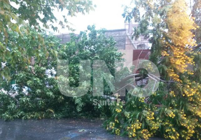 Un árbol cayó arriba de dos autos en Saavedra al 2200. Foto gentileza: Pablo