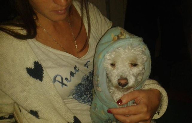 “Se llevaron hasta a mi perrito Phil