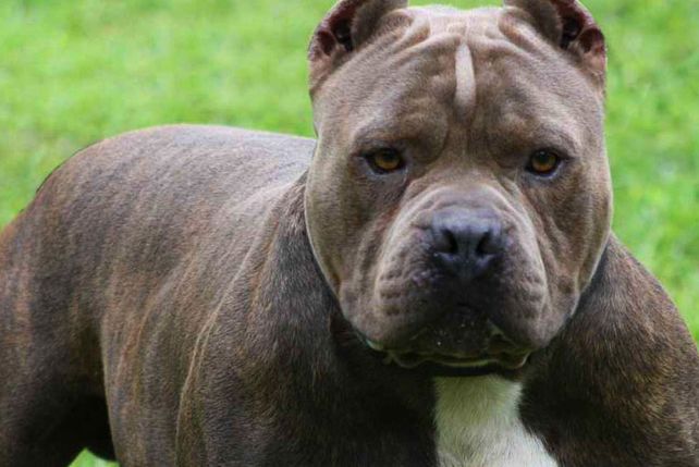 Regulación y control de perros peligrosos
