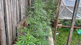 Las plantas de marihuana las poseía un hombre de 43 años en su vivienda.