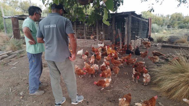 La influenza aviar no se transmite de persona a persona, aseguran desde el Senasa