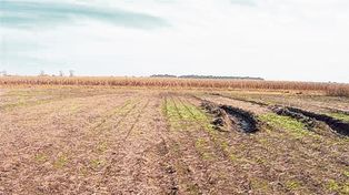 Cómo reducir la compactación del suelo en sistemas mixtos