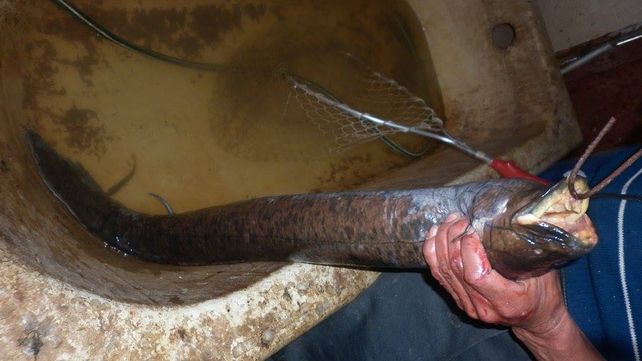 Pescaron una especie con dientes humanos en Diamante